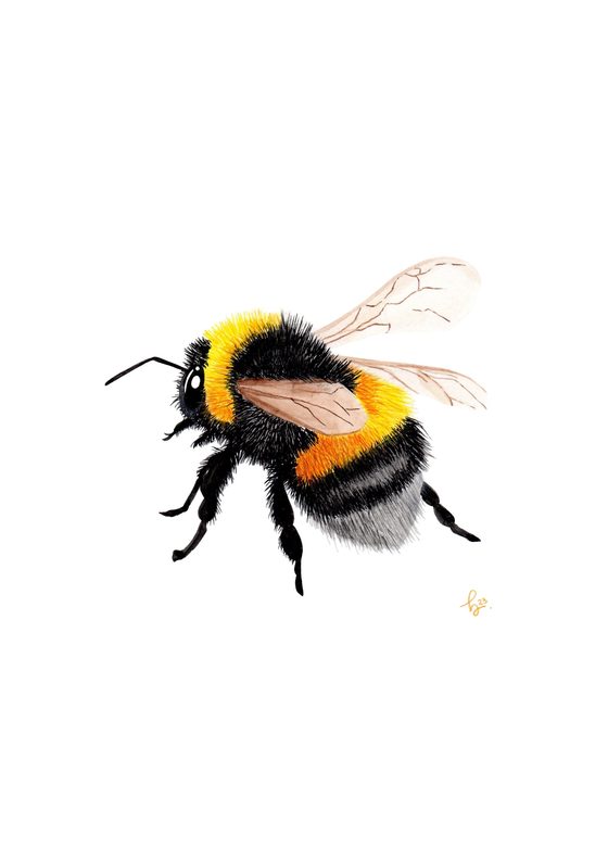 Il·lustració en aquarel·la d'un borinot